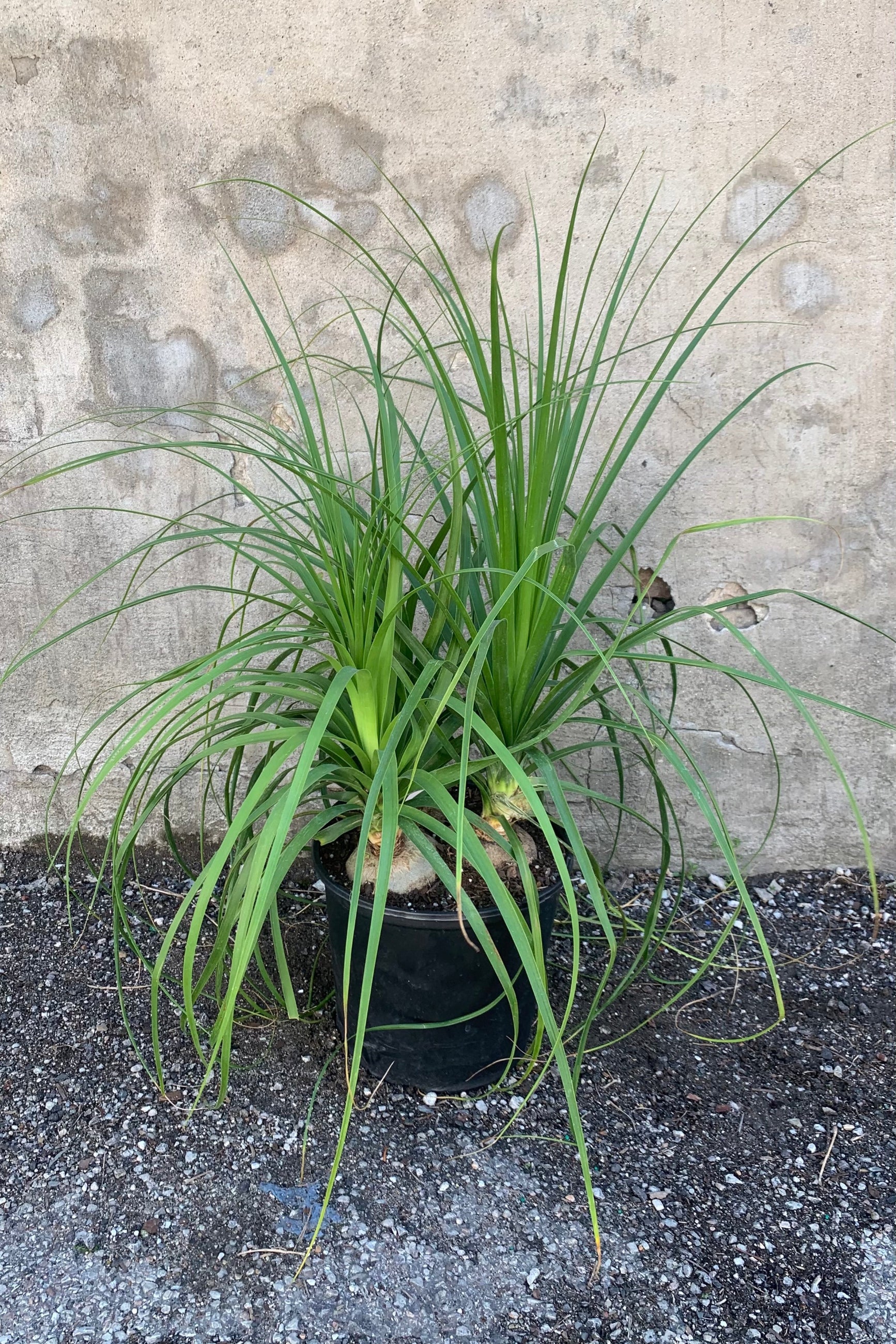 Beaucarnea "Ponytail Palm" in a 10" pot.  ©Sprout Home