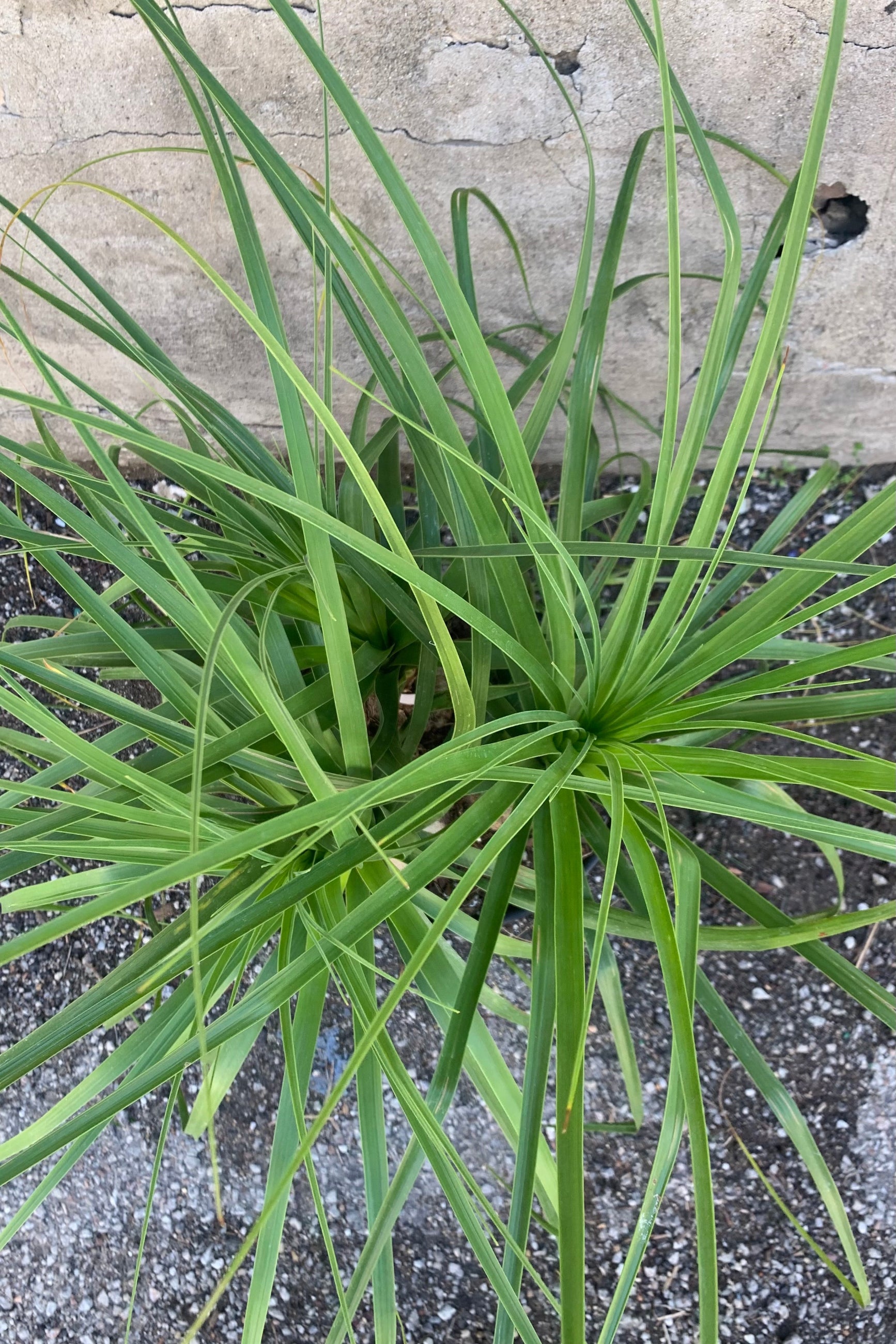 Close up picture showing the leaves of the Ponytail Palm. ©Sprout Home