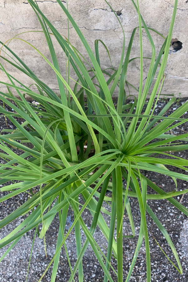 Close up picture showing the leaves of the Ponytail Palm.