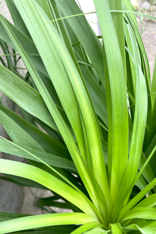 A close-up view of the leaves of the 12" Beaucarnea "Ponytail palm" against a concrete backdrop