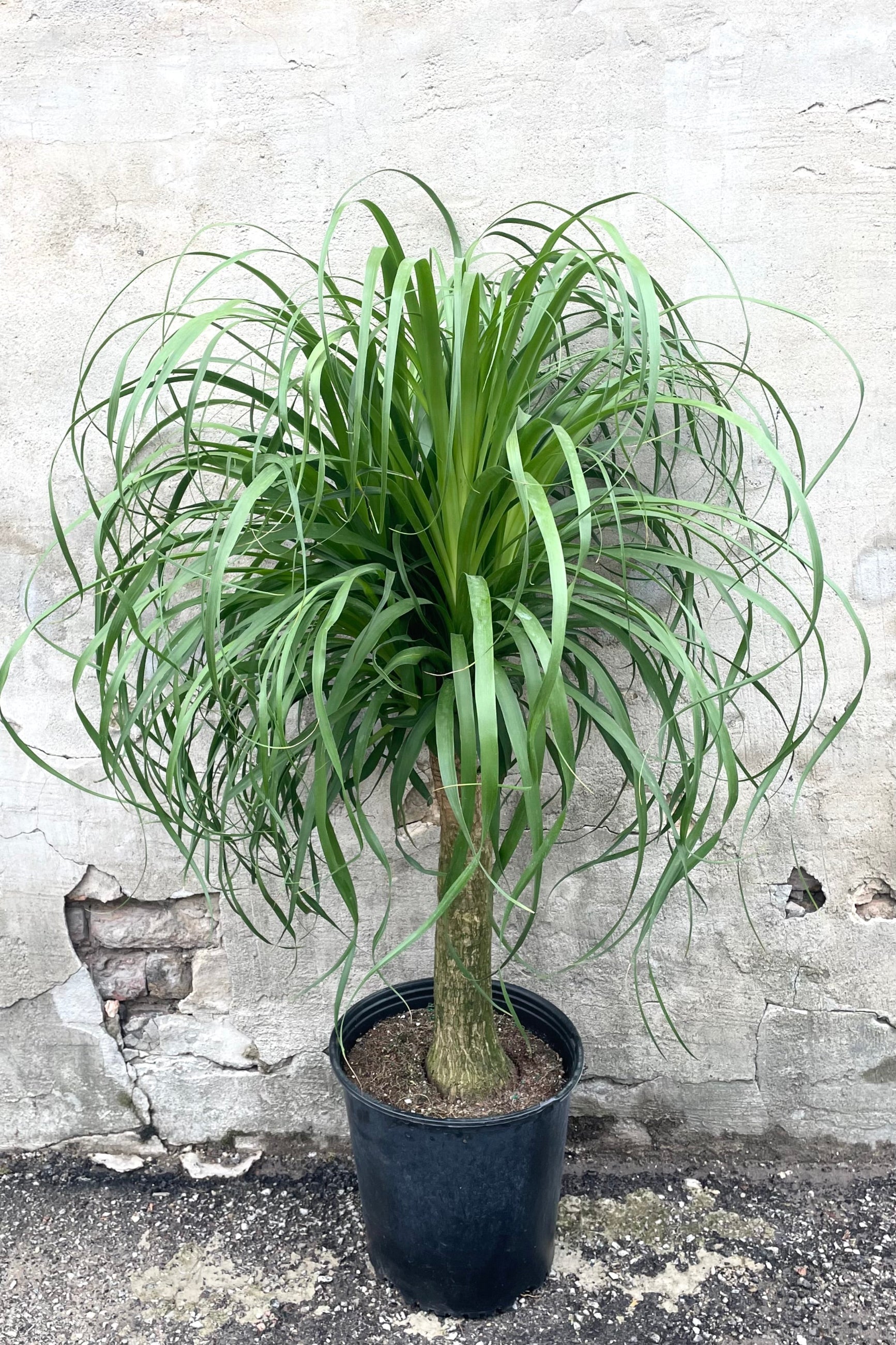 A frontal view of the 12" Beaucarnea "Ponytail palm" in a  grow pot against a concrete backdrop ©Sprout Home