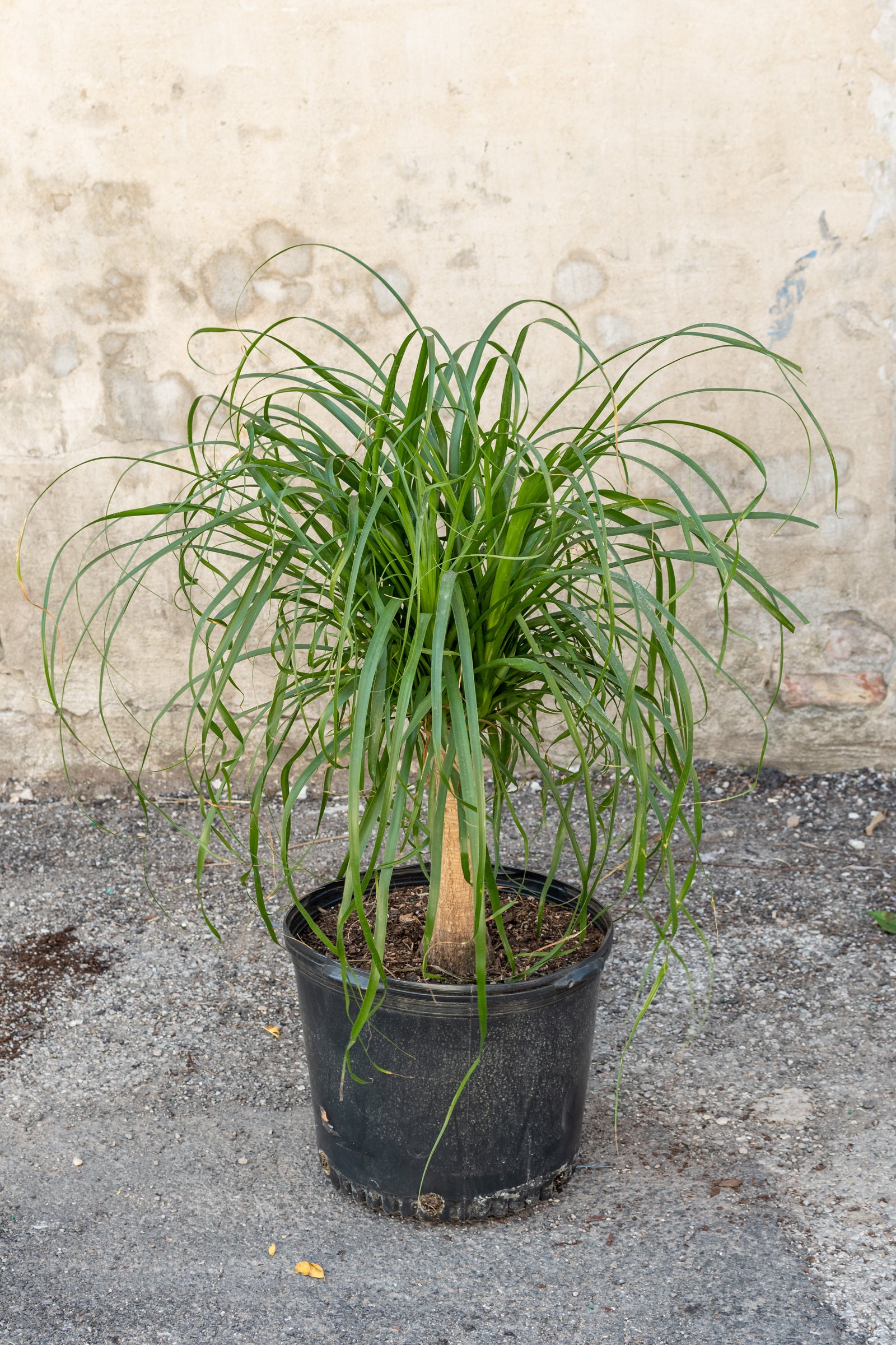 Large Beaucarnea Ponytail Palm in front of concrete wall 