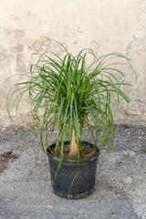 Large Beaucarnea Ponytail Palm in front of concrete wall 