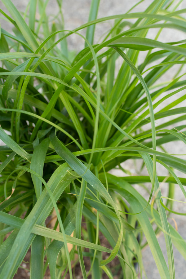 Close up of Beaucarnea Ponytail Palm leaves