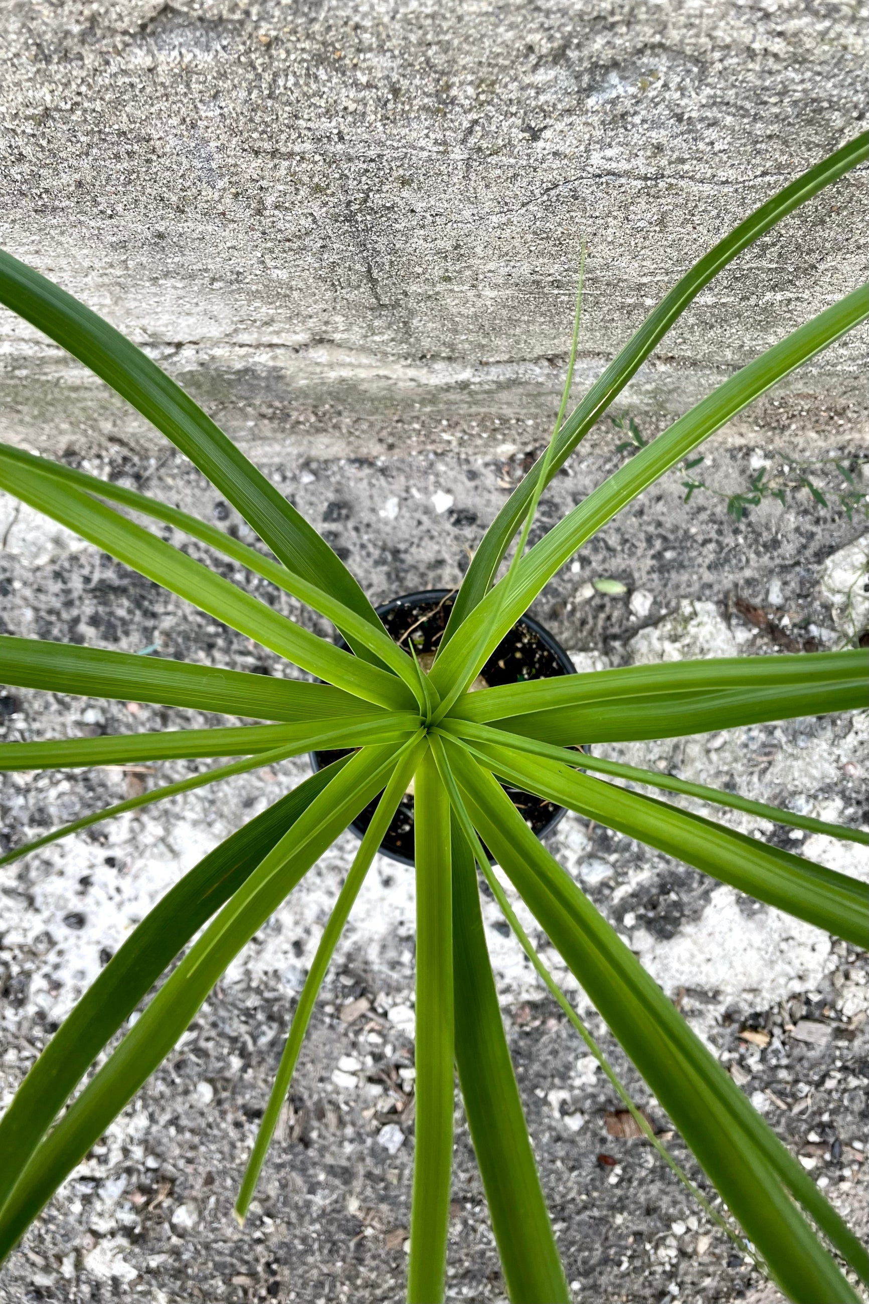 An overhead detailed view of the 4" Beaucarnea "Ponytail Palm" and its leaves of various shades of green against a concrete backdrop ©Sprout Home