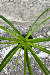 An overhead detailed view of the 4" Beaucarnea "Ponytail Palm" and its leaves of various shades of green against a concrete backdrop
