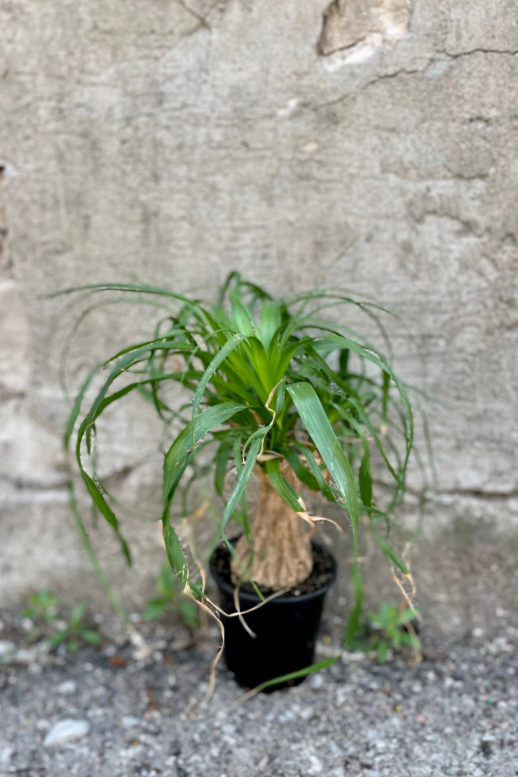 Beaucarnea "Ponytail Palm" stump picture in a 4" growers pot at Sprout Home. ©Sprout Home