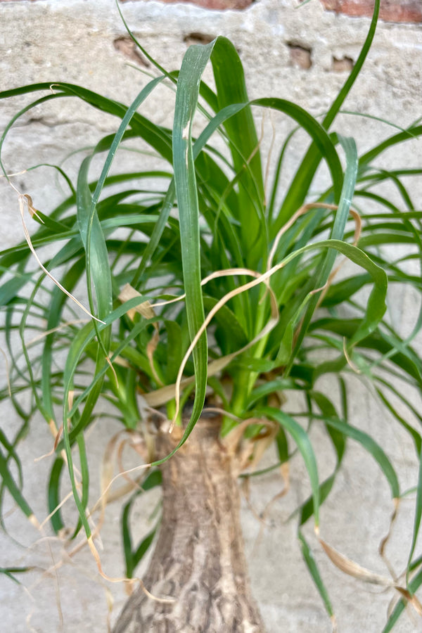 Beaucarnea "Ponytail Palm" stump picture detail of the stump at Sprout Home.