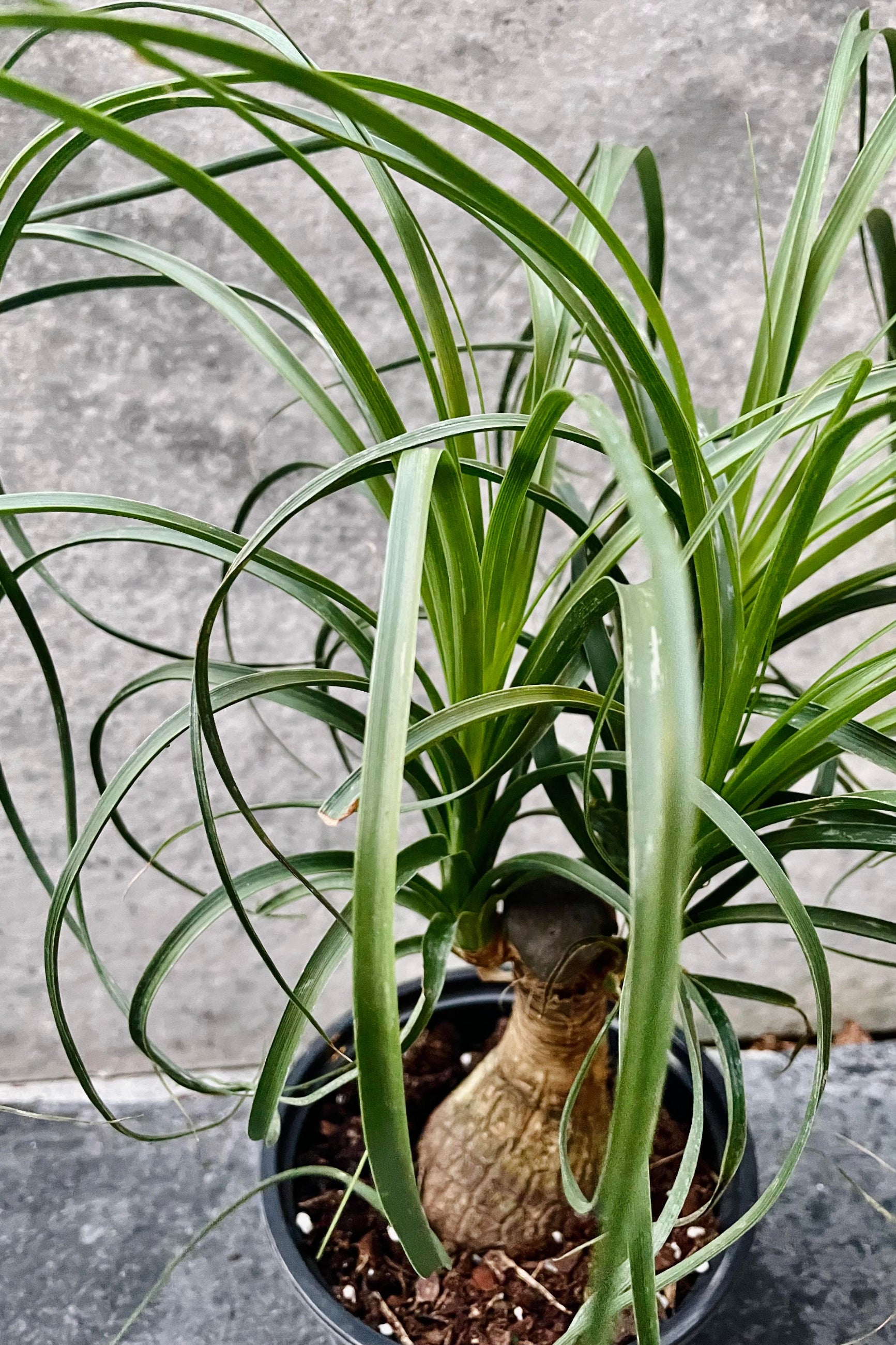 A detailed look at the Beaucarnea "Ponytail Palm" 6". ©Sprout Home