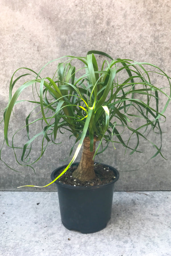 Beaucarnea "Ponytail palm" in grow pot in front of grey background