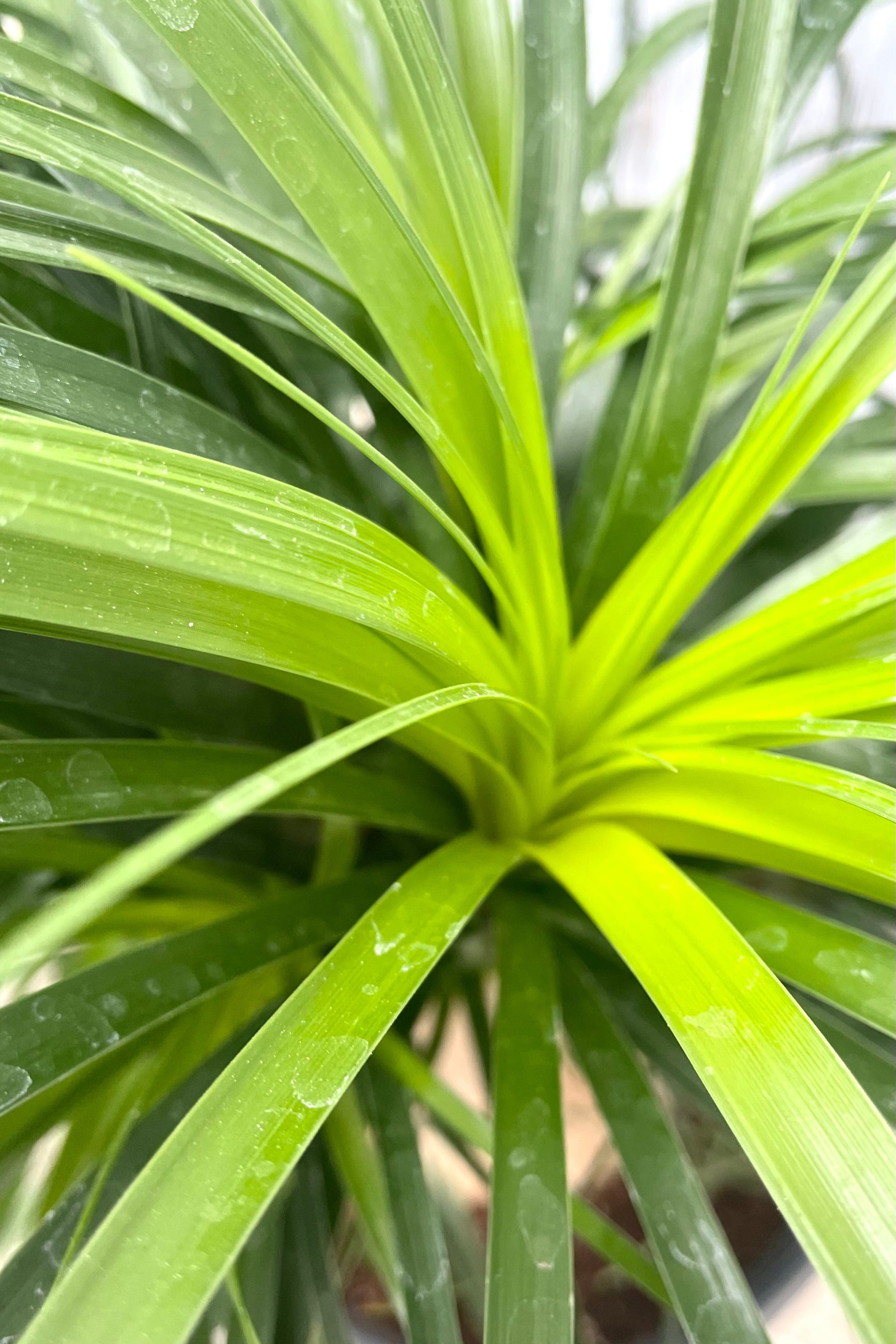 A detailed view of Beaucarnea "Ponytail palm" #7 stump  ©Sprout Home