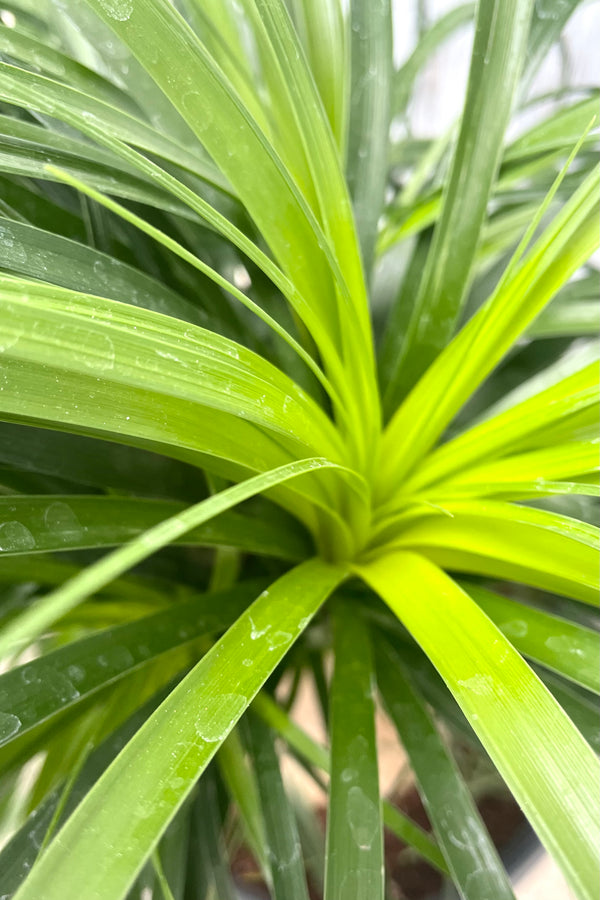 A detailed view of Beaucarnea "Ponytail palm" #7 stump 