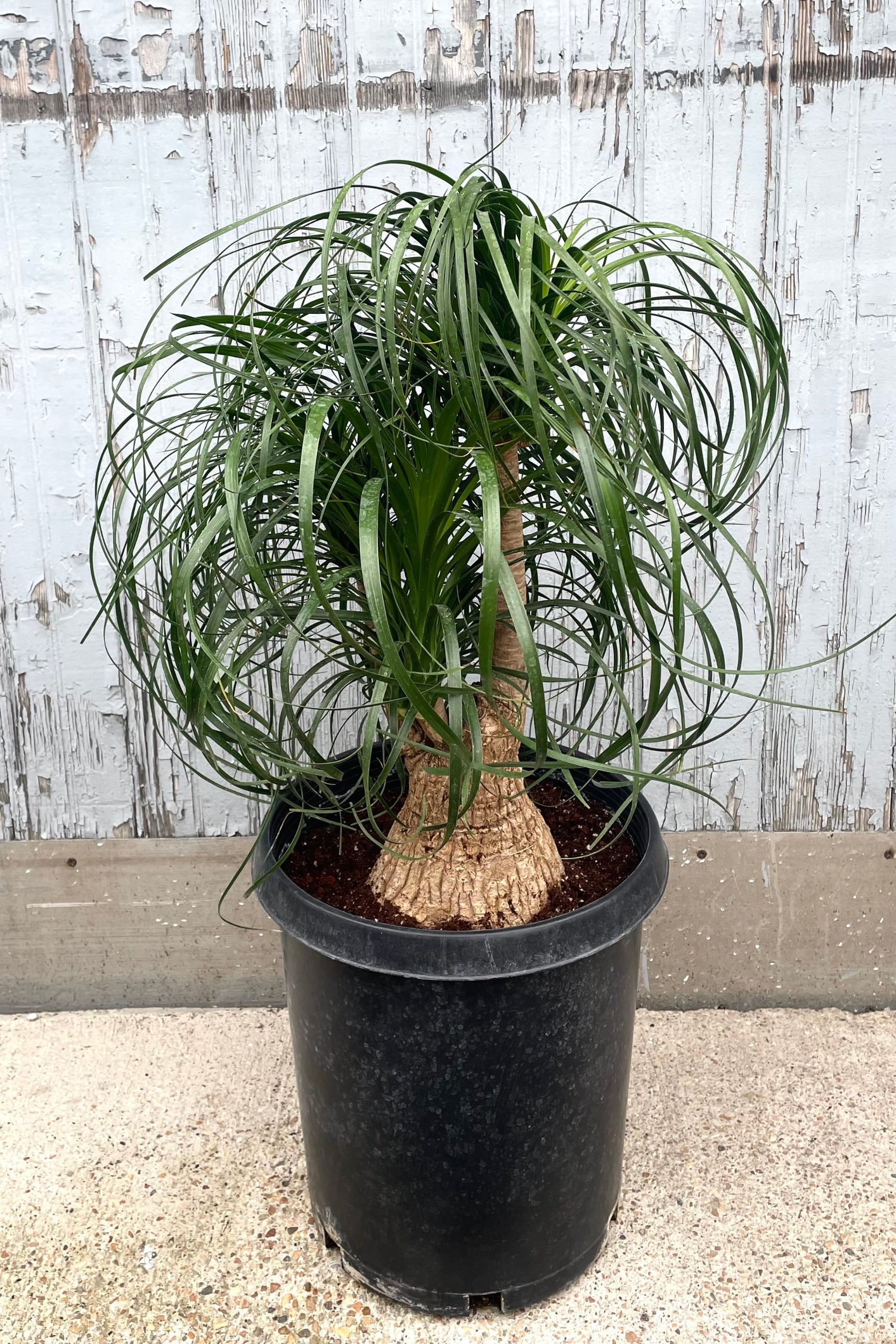 A full view of Beaucarnea "Ponytail palm" #7 stump in grow pot against wooden backdrop ©Sprout Home