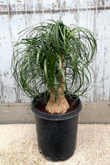 A full view of Beaucarnea "Ponytail palm" #7 stump in grow pot against wooden backdrop