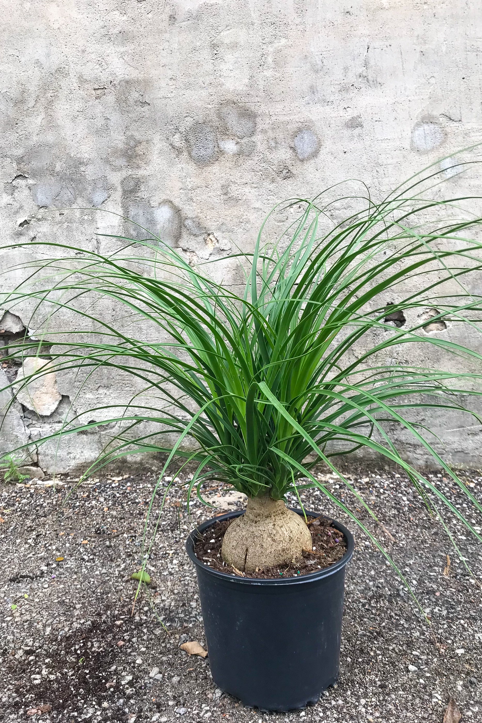 Beaucarnea "Ponytail Palm" in grow pot in front of concrete wall