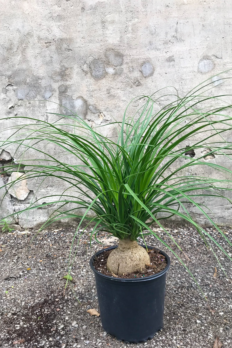 Beaucarnea "Ponytail Palm" in grow pot in front of concrete wall