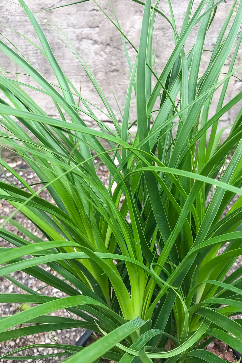 Close up of Beaucarnea "Ponytail Palm" leaves