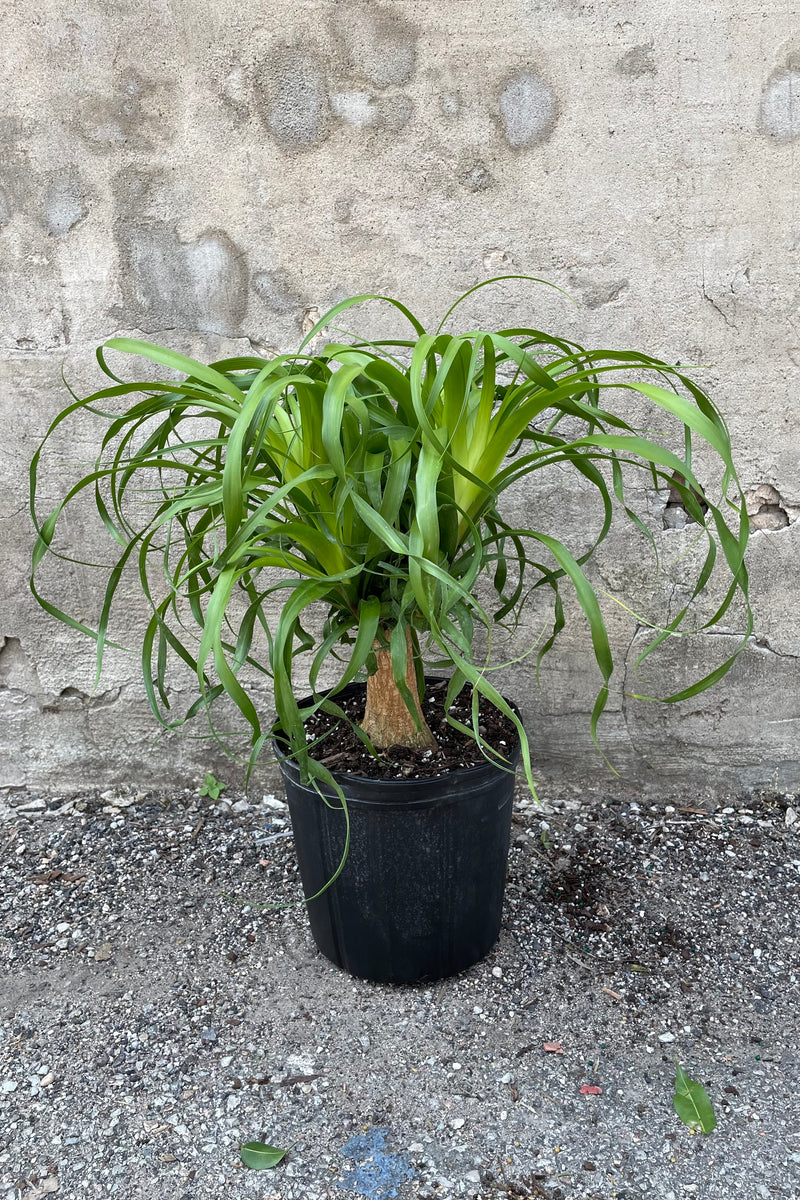Beaucarnea guatemalensis plant in a 10" growers pot
