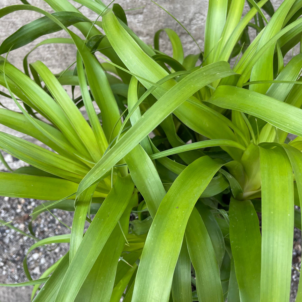 guatemalan red ponytail palm beaucarnea Beaucarnea guatemalensis "Ponytail palm" 10" at SPROUT HOME