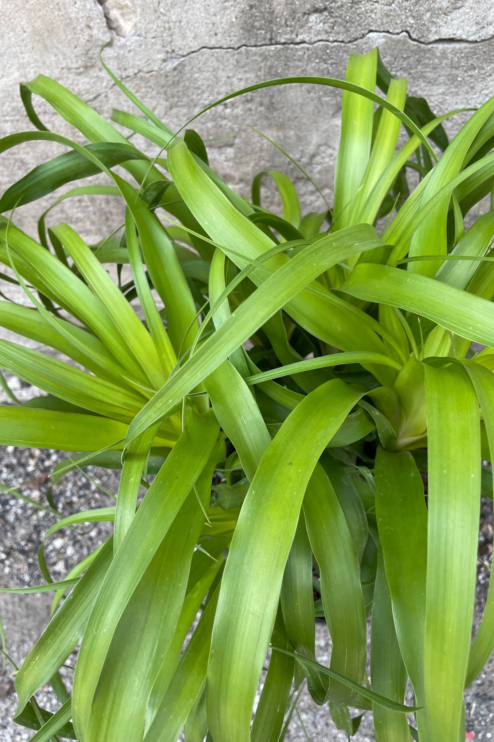 Detail picture of the leaves of the Beaucarnea guatemalensis plant ©Sprout Home