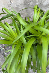 Detail picture of the leaves of the Beaucarnea guatemalensis plant