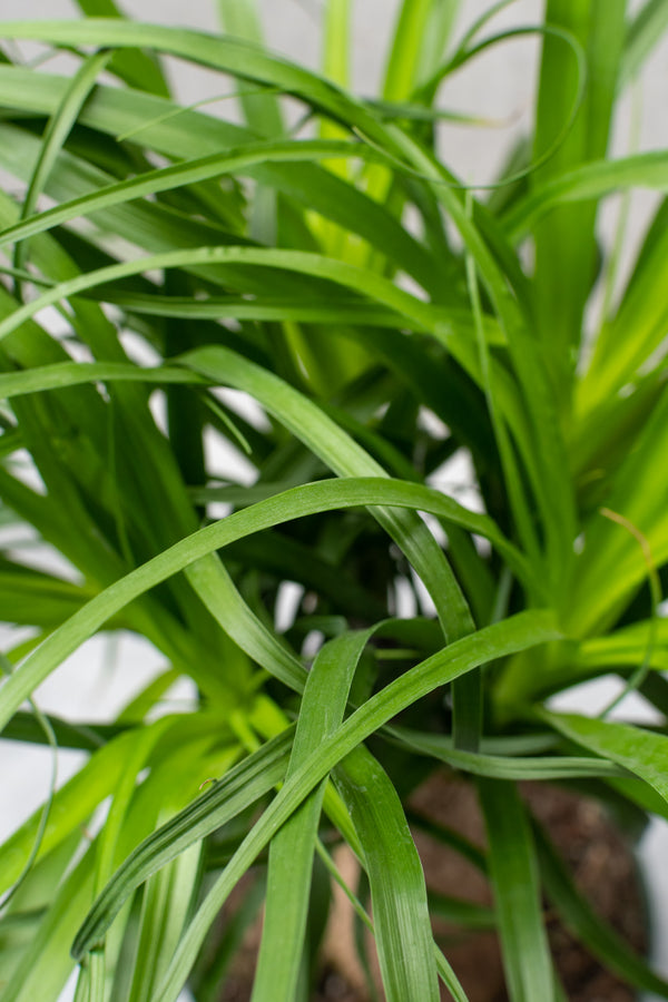 Ponytail palm detail shot of the leaves.