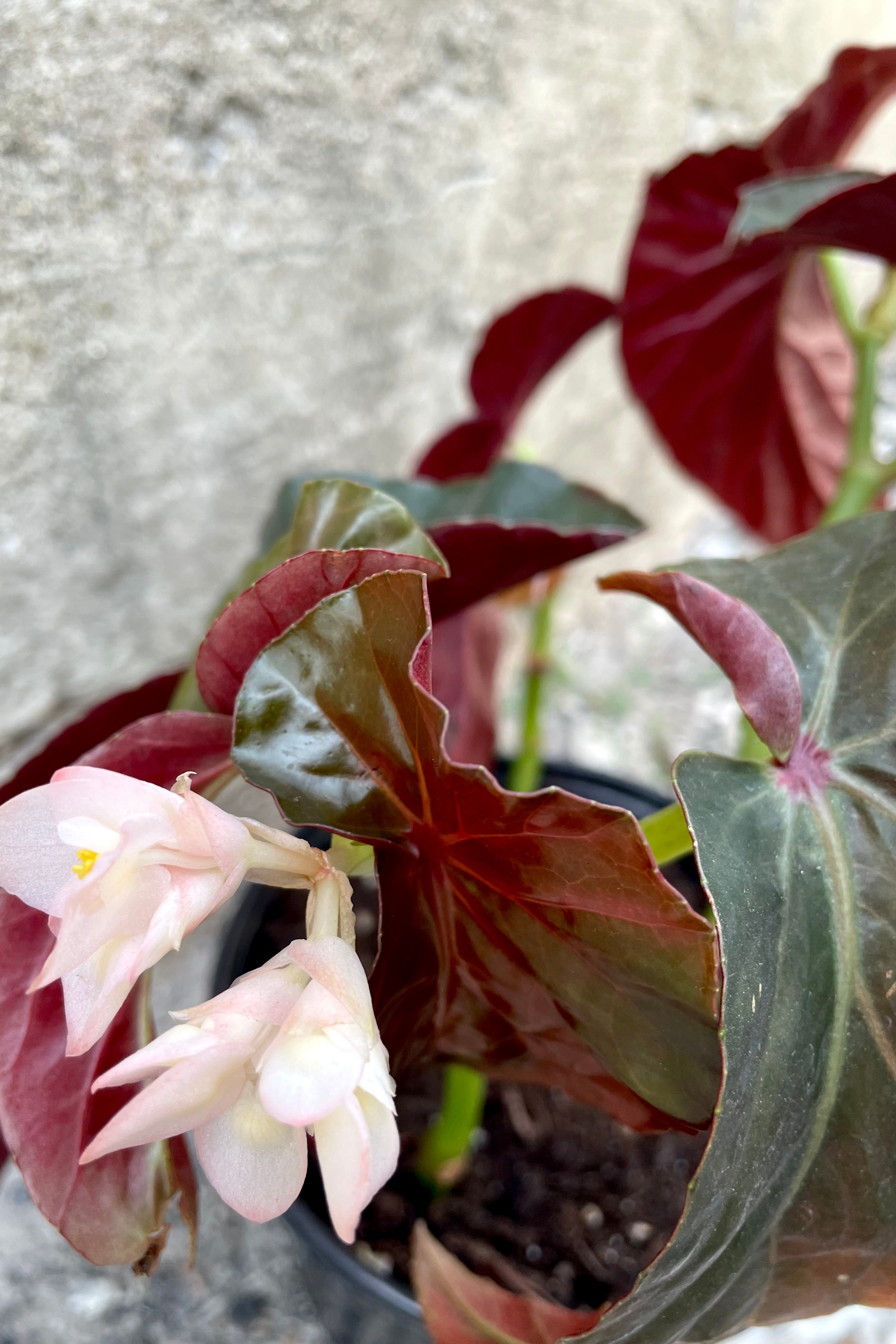 A detailed overhead view of the flowers and leaves of the 6" Begonia 'Angel Wing' against a concrete backdrop