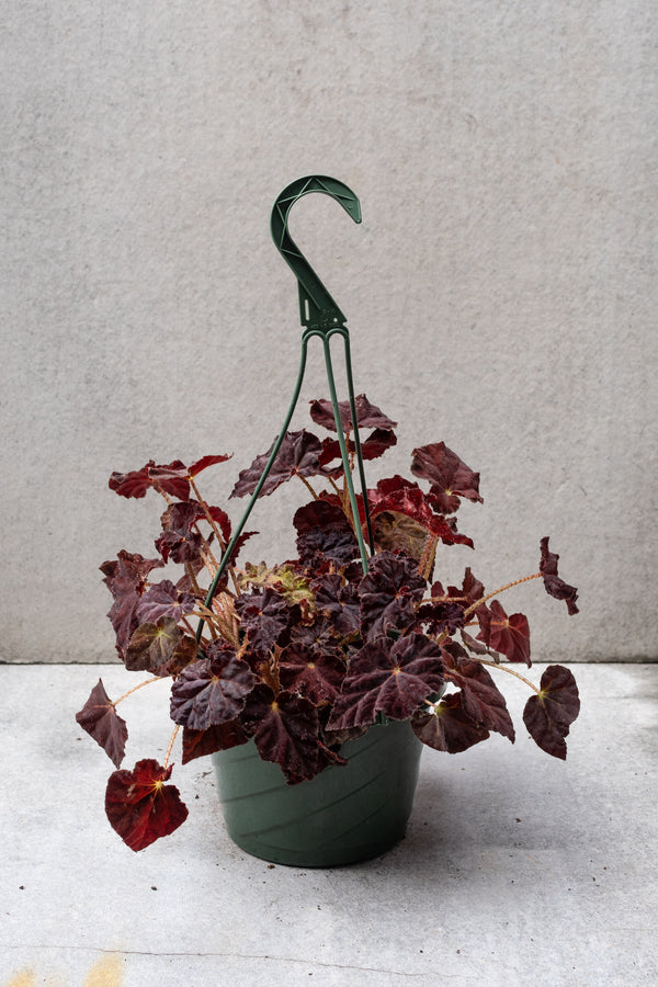 Dark burgundy Rhizomatous Begonia in an 8 inch pot. 