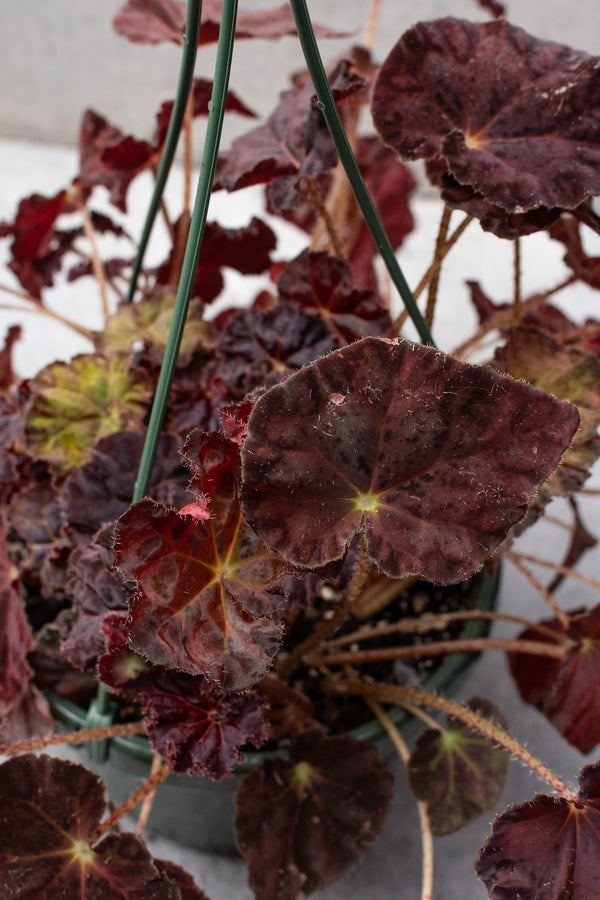 Detailed shot of the leaves of a Rhizomatous Begonia in a dark burgundy variation. 