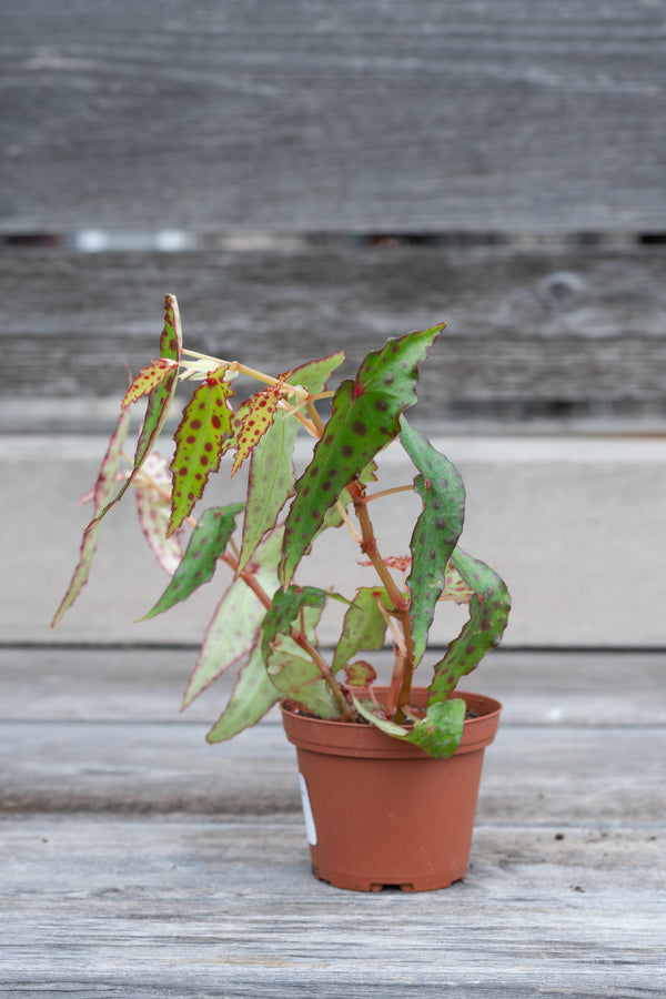 Begonia amphioxus in grow pot in front of grey wood background