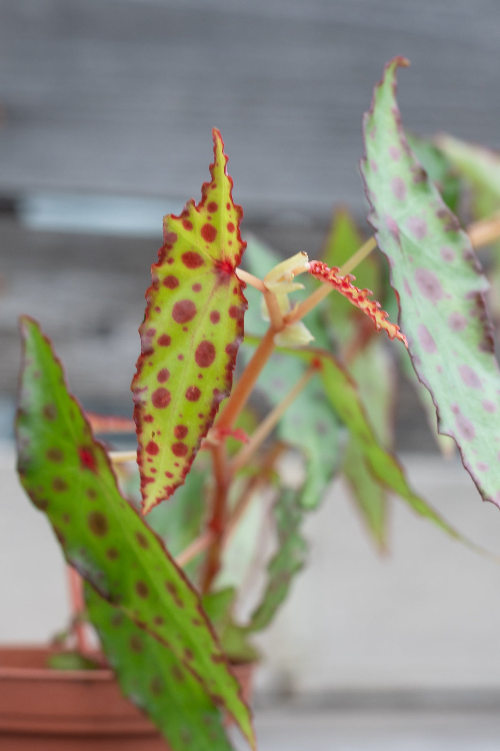 Close up of red spotted Begonia amphioxus leaves ©Sprout Home