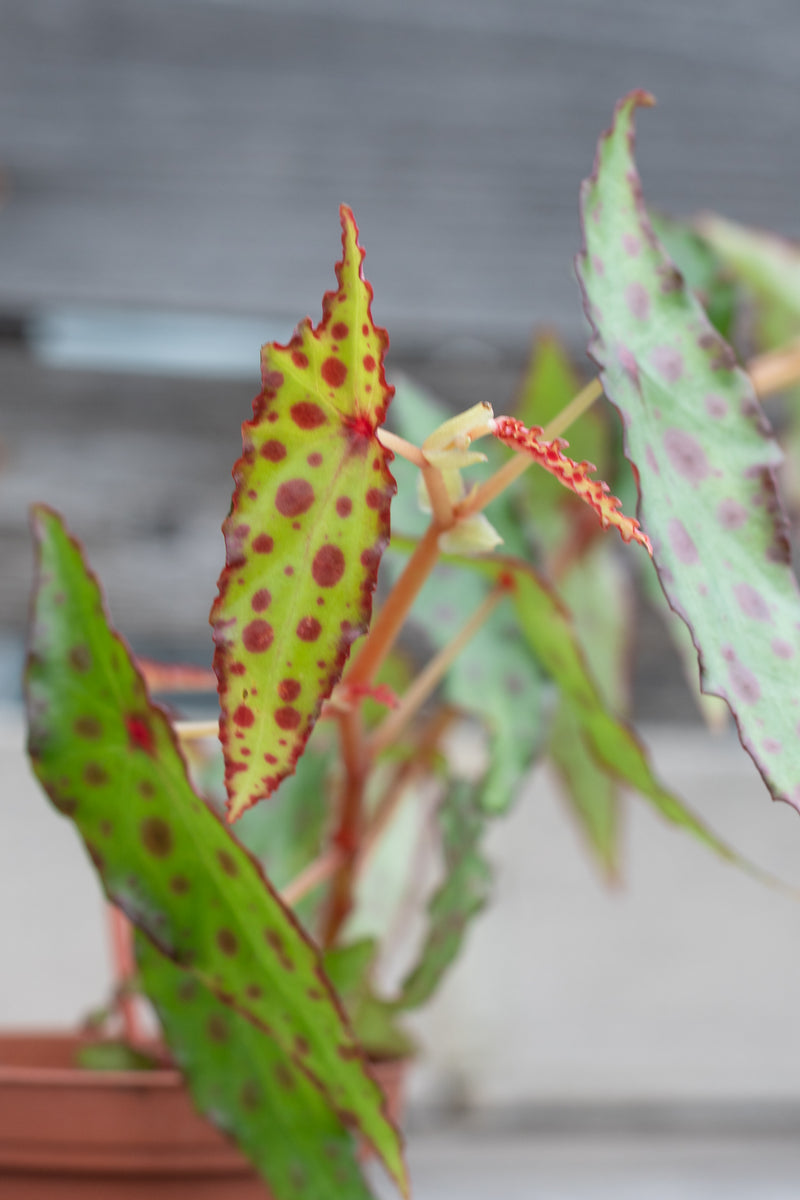 Close up of red spotted Begonia amphioxus leaves