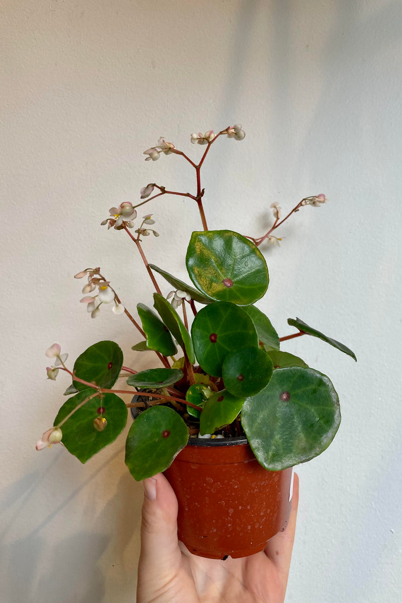 The Begonia conchifolia 4" is held against  a white backdrop. 