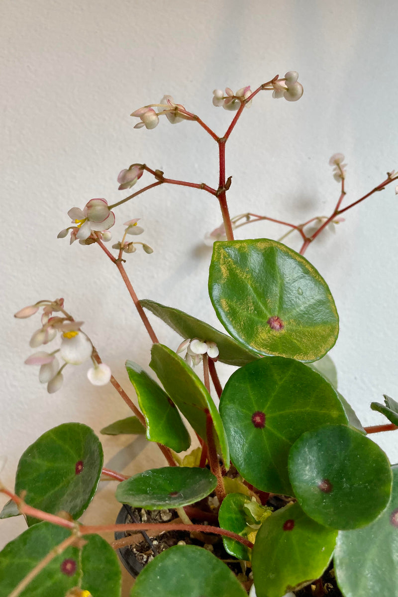 A detailed look at the foliage/flowers of the Begonia conchifolia 4"