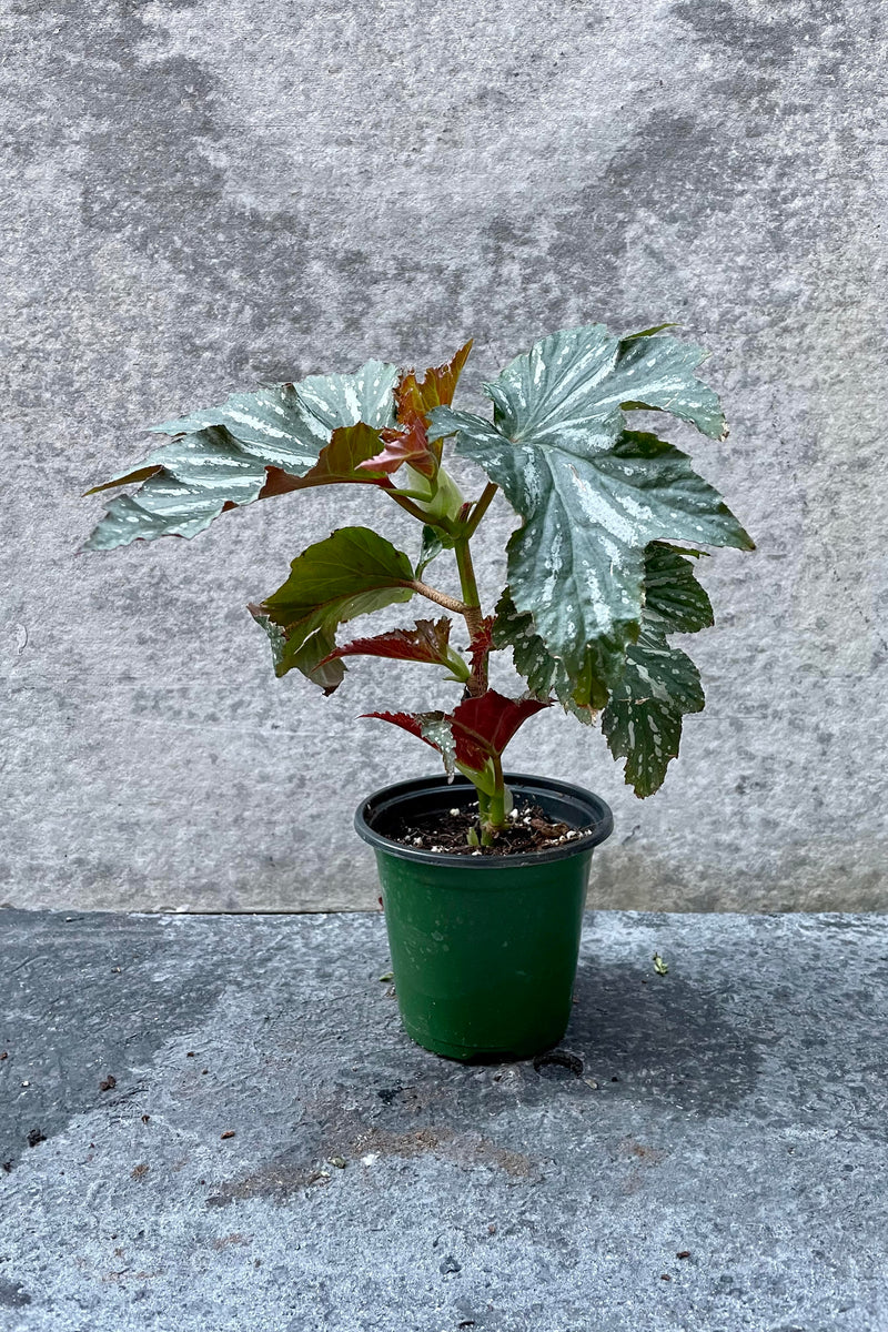 The Begonia x 'Lana' sits in its 4 inch growers pot against a grey backdrop.