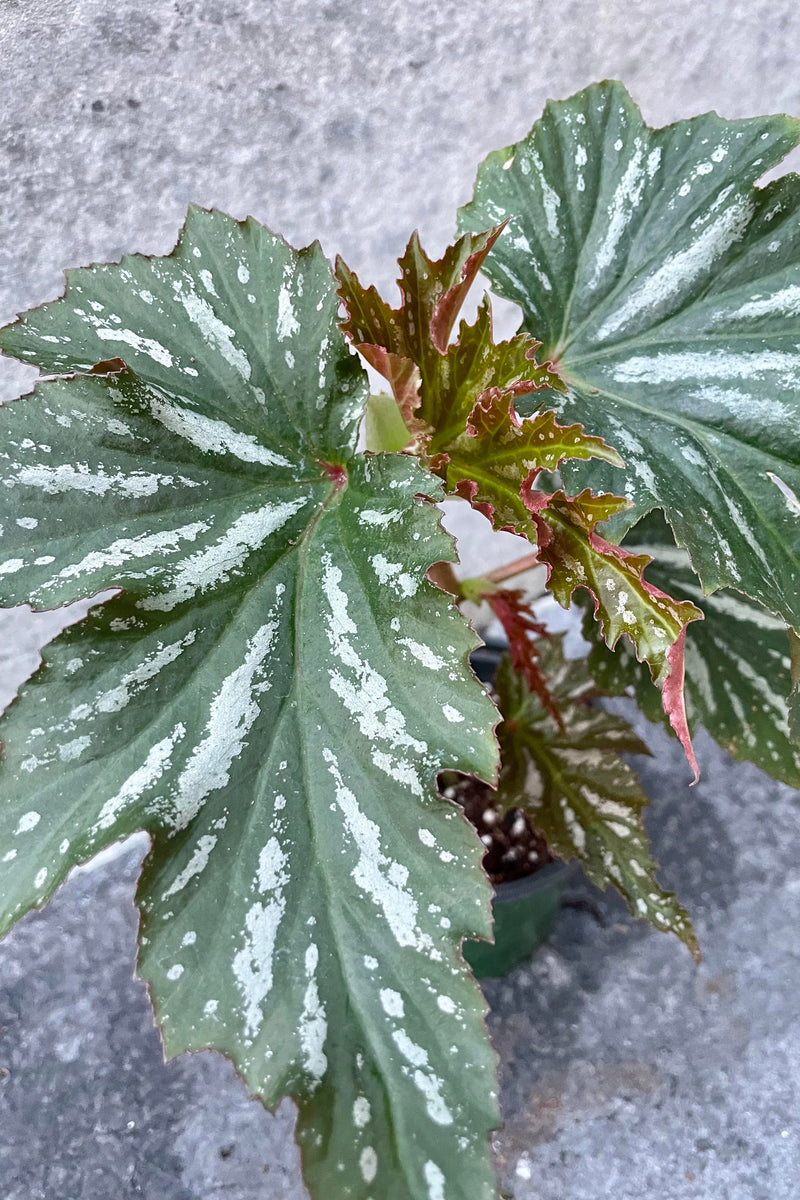 A detailed glimpse at the foliage of the Begonia x 'Lana' 