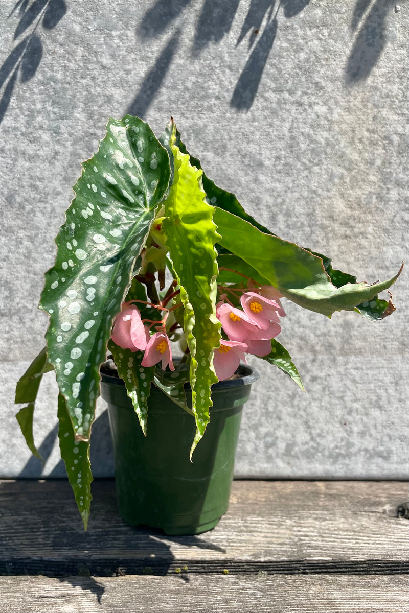 Begonia x 'My Special Angel' 4" green growers pot with white spots on greens leaves and pink blooming flowers against a grey wall