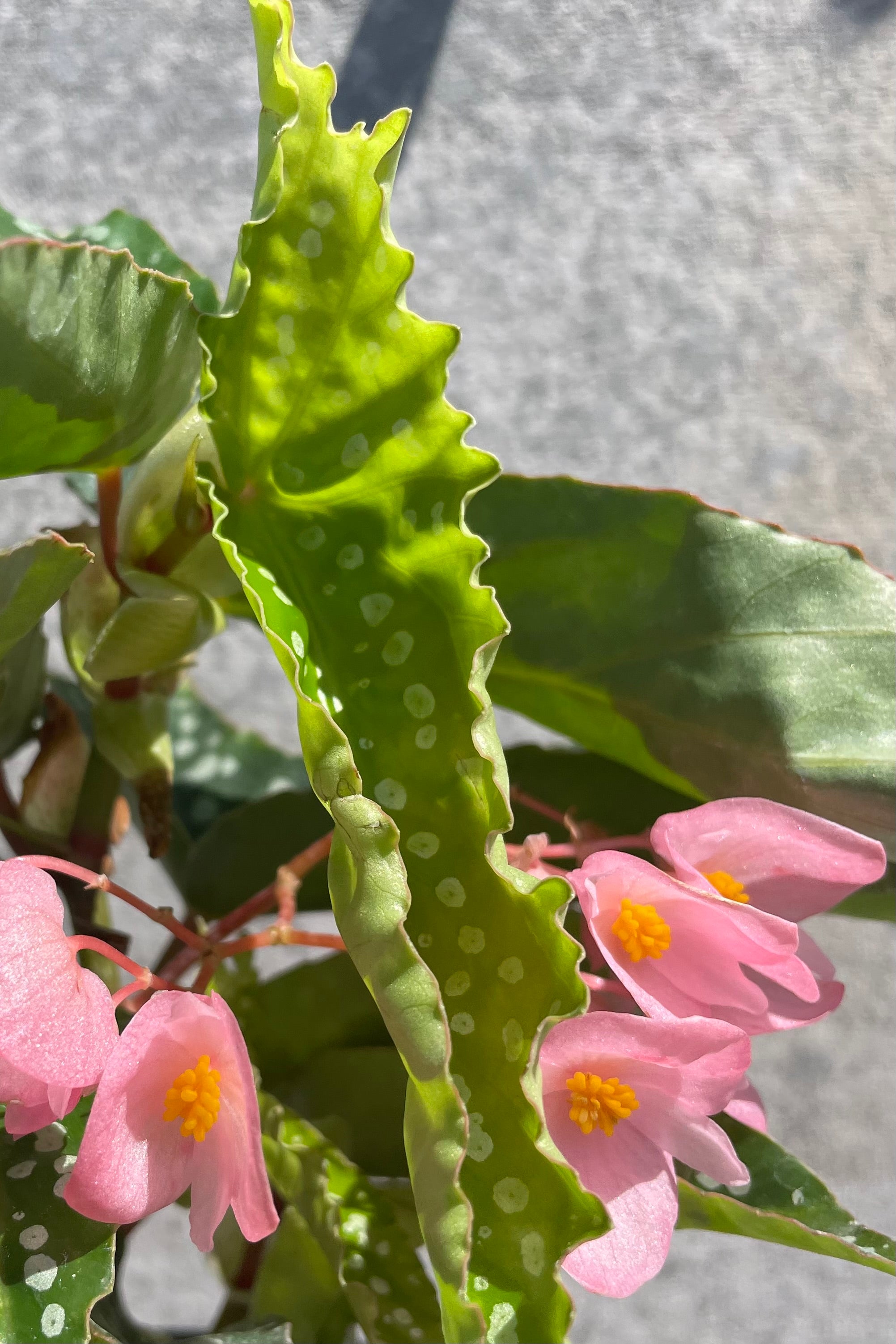 A detailed look at Begonia x 'My Special Angel' 4" white spots on greens leaves and pink blooming flowers against a grey wall