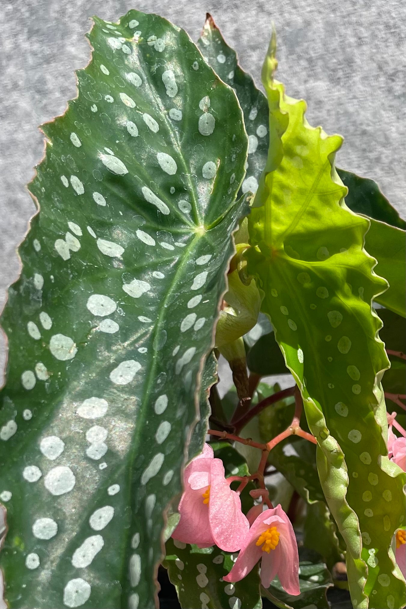 A detailed look at Begonia x 'My Special Angel' 4" white spots on greens leaves and pink blooming flowers against a grey wall