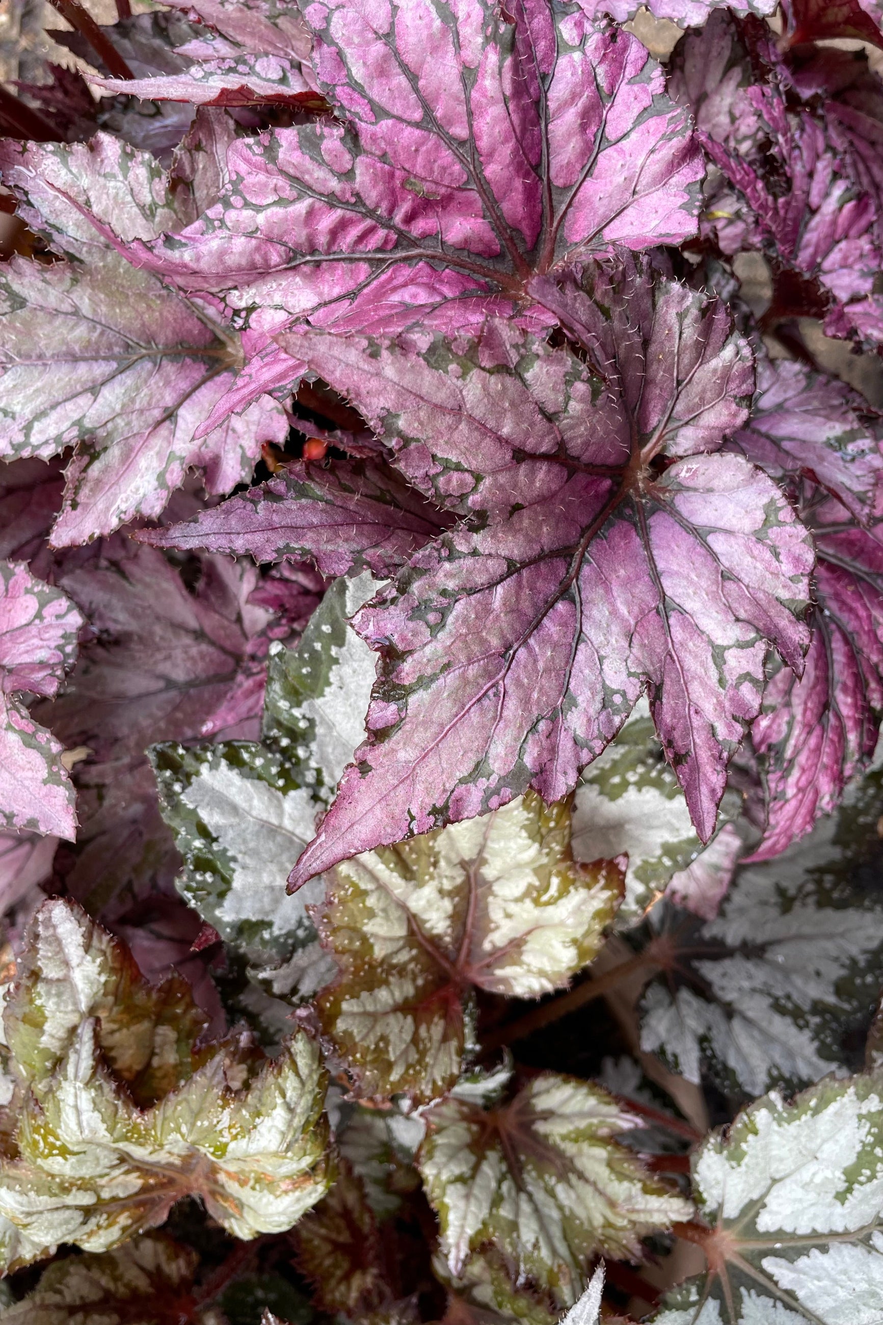 Detailed picture of the various cultivar leaves of Begonia Rex plants showing various shades of deep pink, burgundy and green on their jagged leaves.  ©Sprout Home