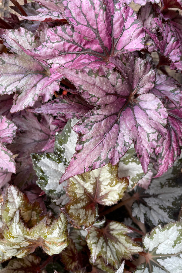Detailed picture of the various cultivar leaves of Begonia Rex plants showing various shades of deep pink, burgundy and green on their jagged leaves.
