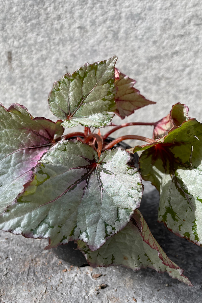 Close up of green and red Begonia rex-cultorum leaves