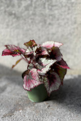 Begonia rex-cultorum in grow pot in front of grey background