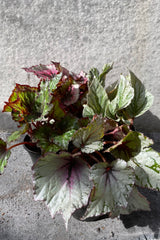 Colorful Begonia rex-cultorum foliage in front of grey background