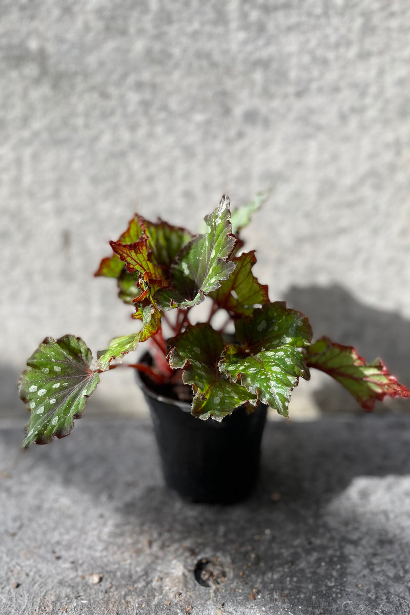 Begonia rex-cultorum in grow pot in front of grey background