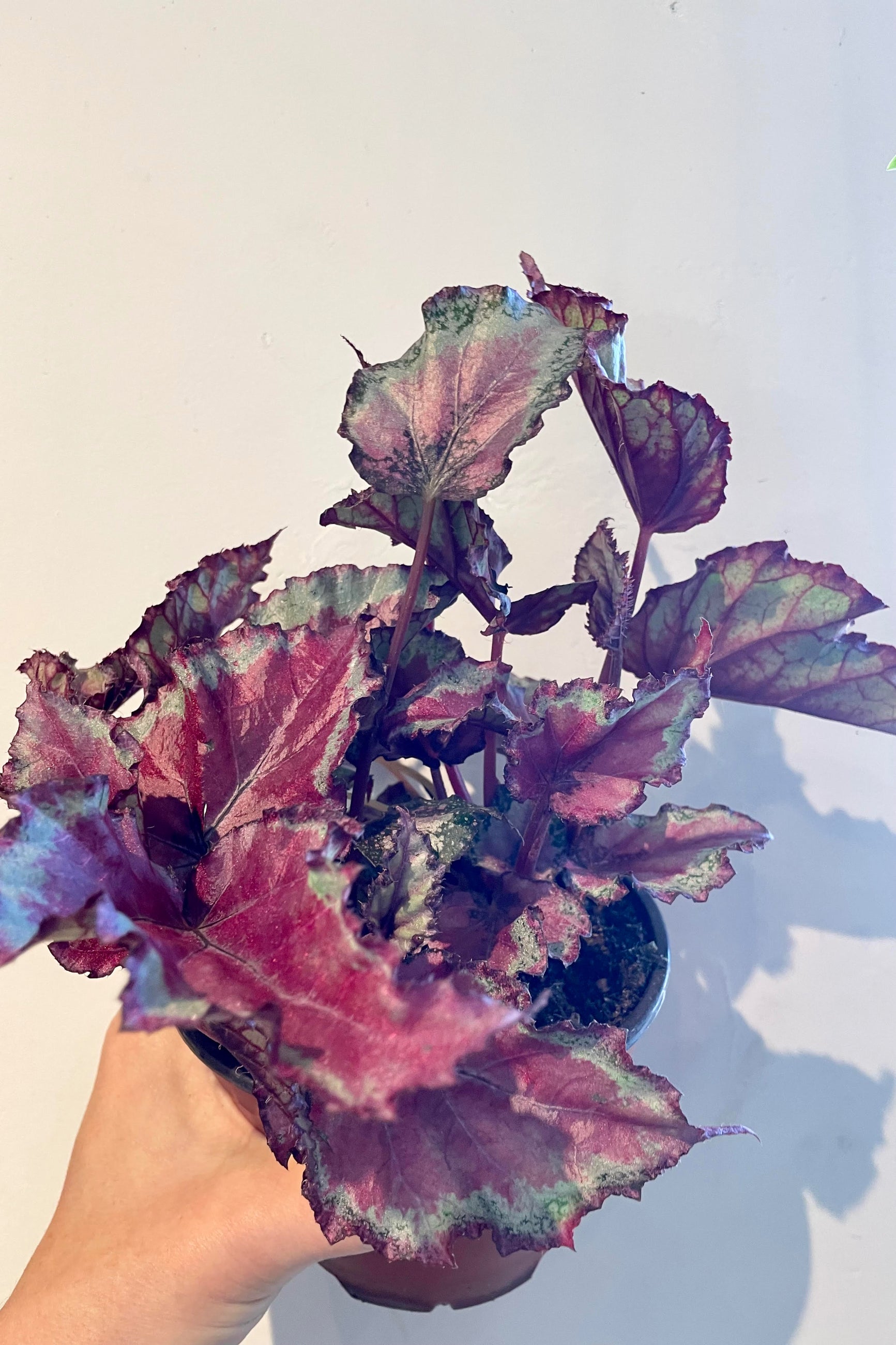 a red and silver leaved Rex Begonia being held in hand against a white wall  ©Sprout Home