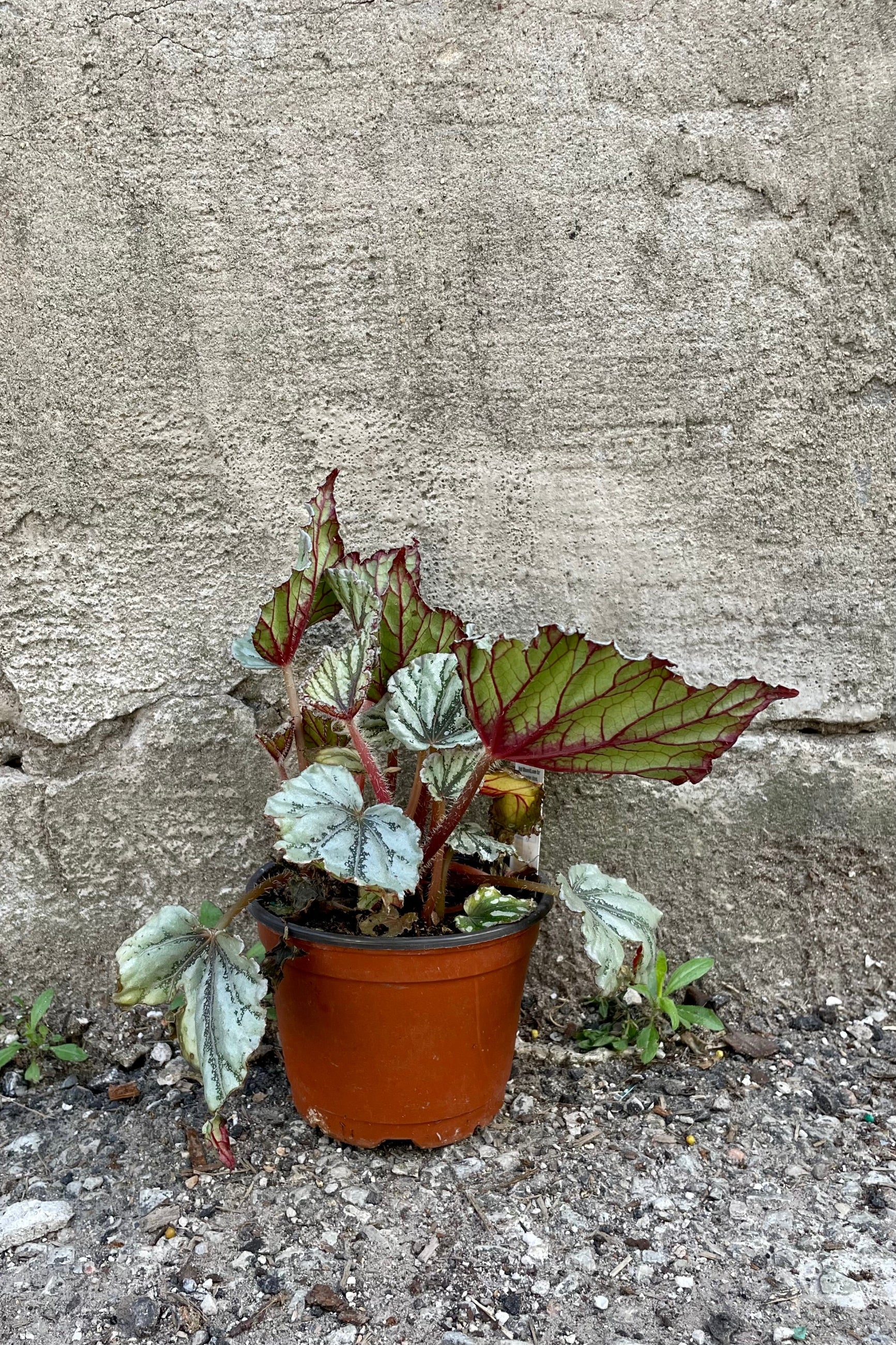 Begonia rex-cultorum 5" orange growers pot with against a grey wall  ©Sprout Home