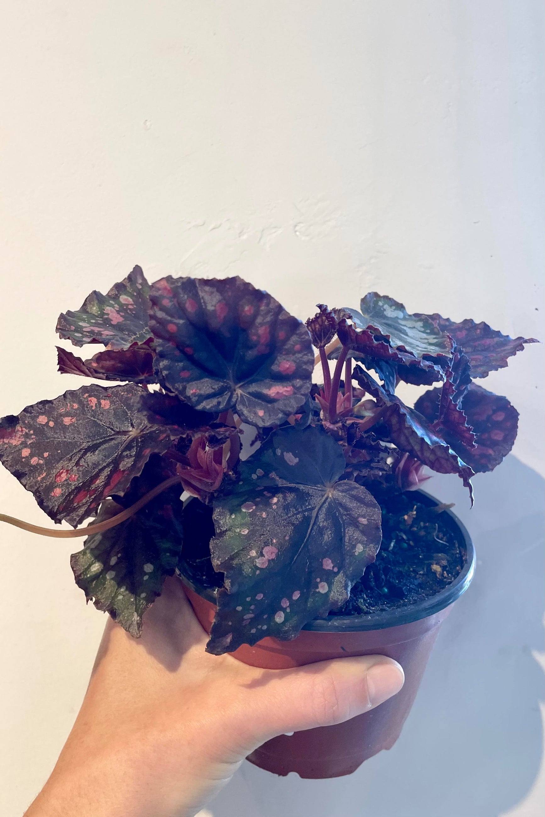 A very Dark, almost black with burgundy spots rex Begonia being held in hand against a white wall  ©Sprout Home