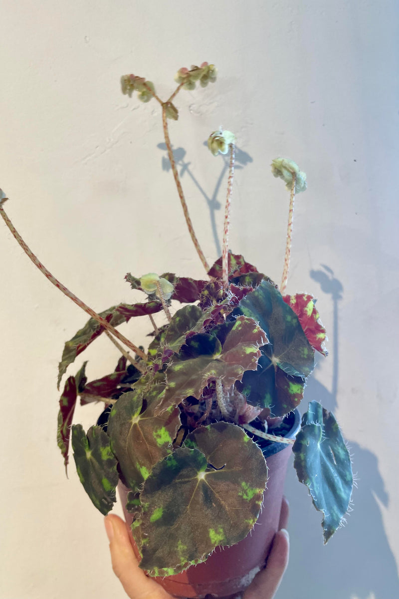 Begonia rex-cultorum 5"