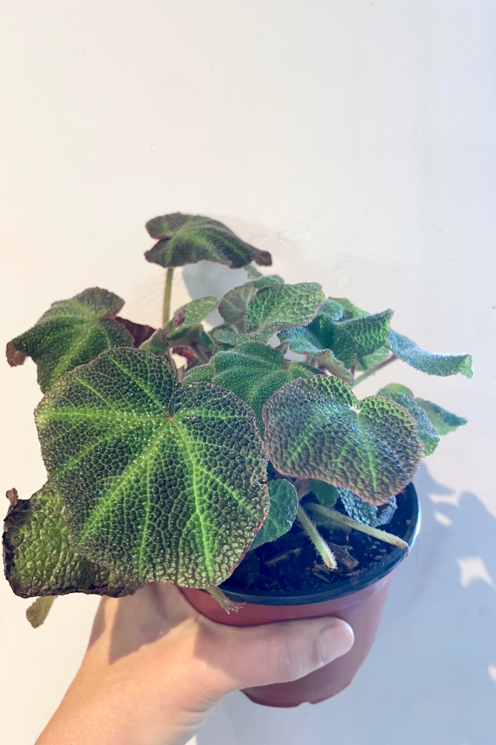 a high textured green and brown leafed Rex Begonia being held up against a white wall  ©Sprout Home